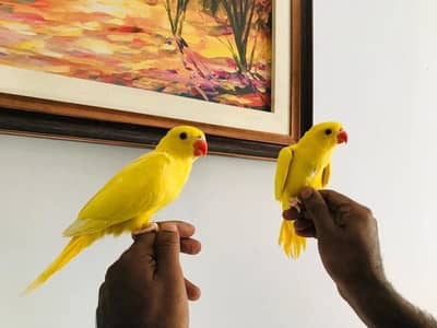 yellow parrot chicks