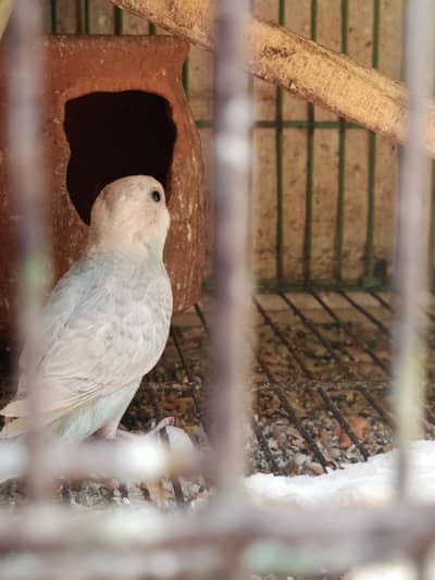 Austlian parrots for sale ( Breeder pairs and pattay M/F