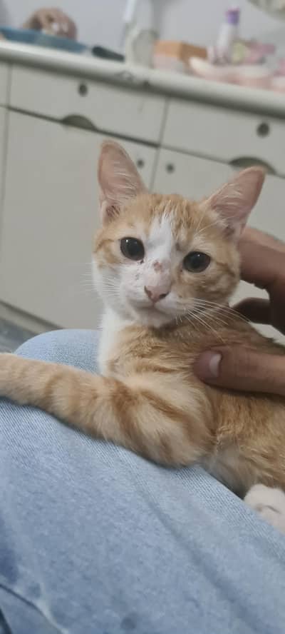 Ginger cat free of cost