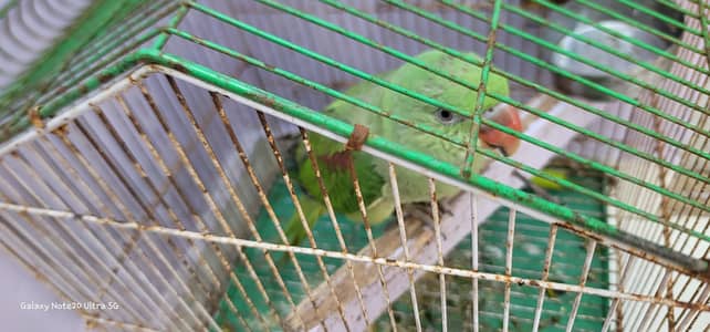 Raw Parrot For Sale