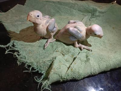 Ringneck chicks pin feather