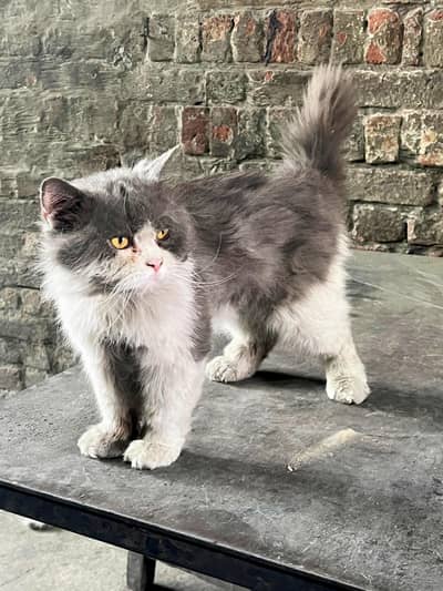 Persian kitten