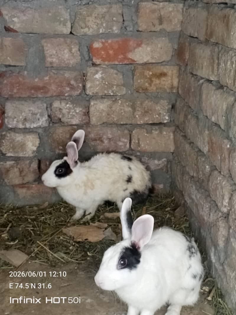 rabbit pair 0