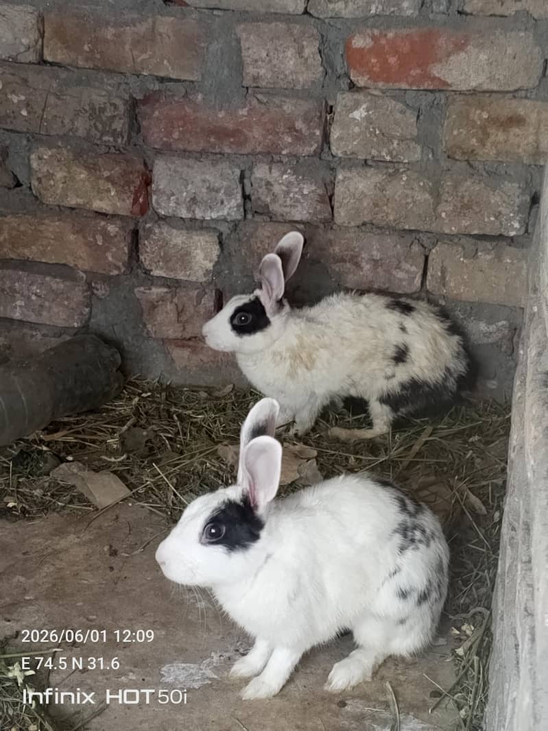 rabbit pair 1