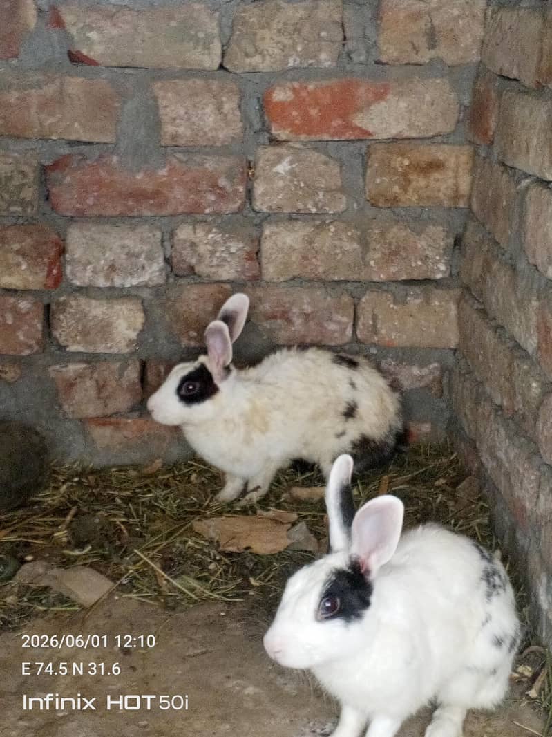rabbit pair 2