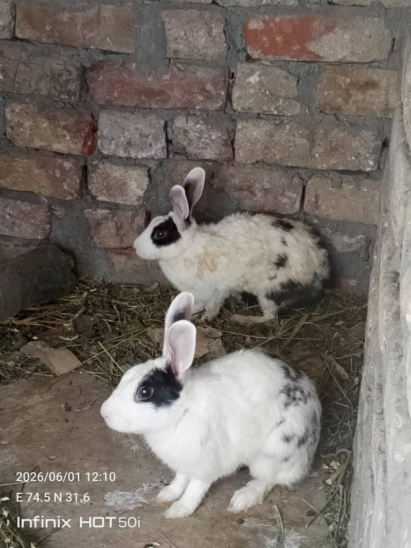 rabbit pair 3