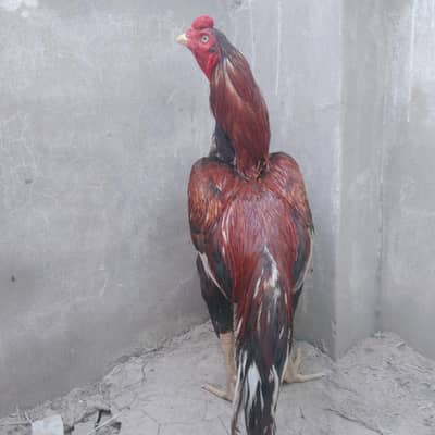 aseel murg