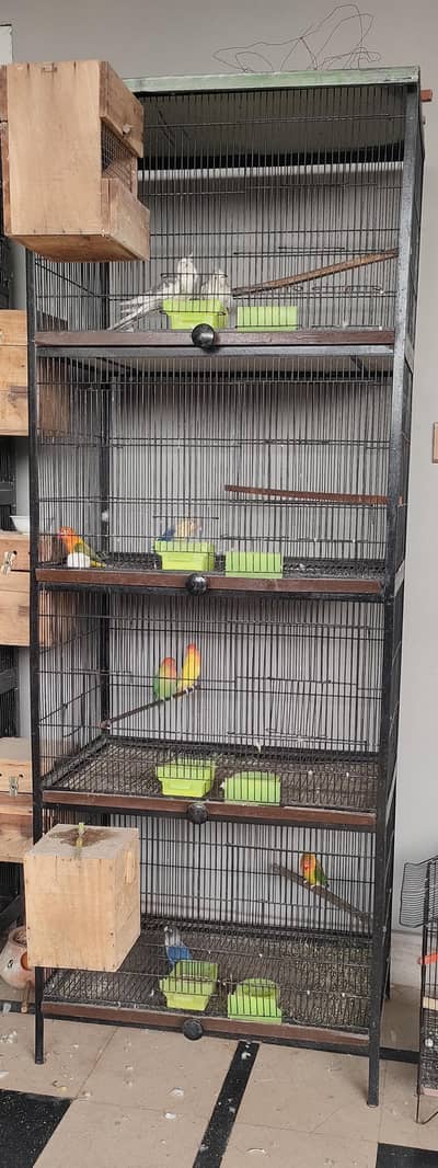 cage with parrots