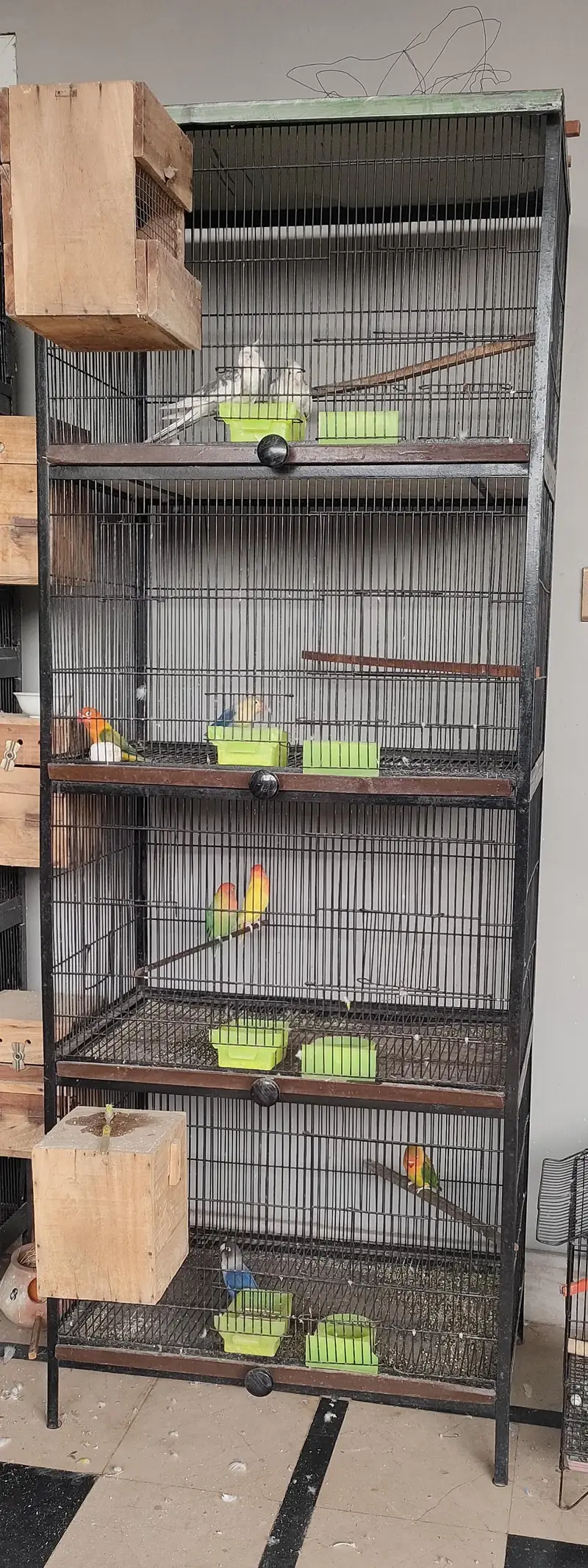 cage with parrots
