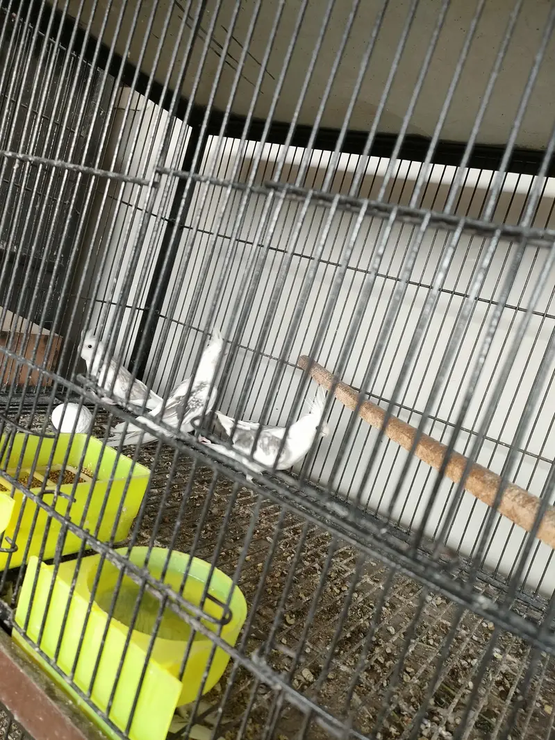 cage with parrots — photo 2