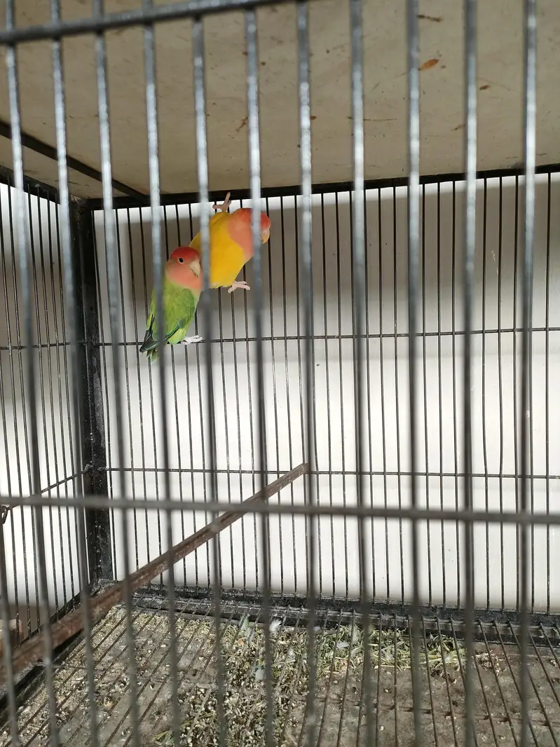 cage with parrots — photo 3