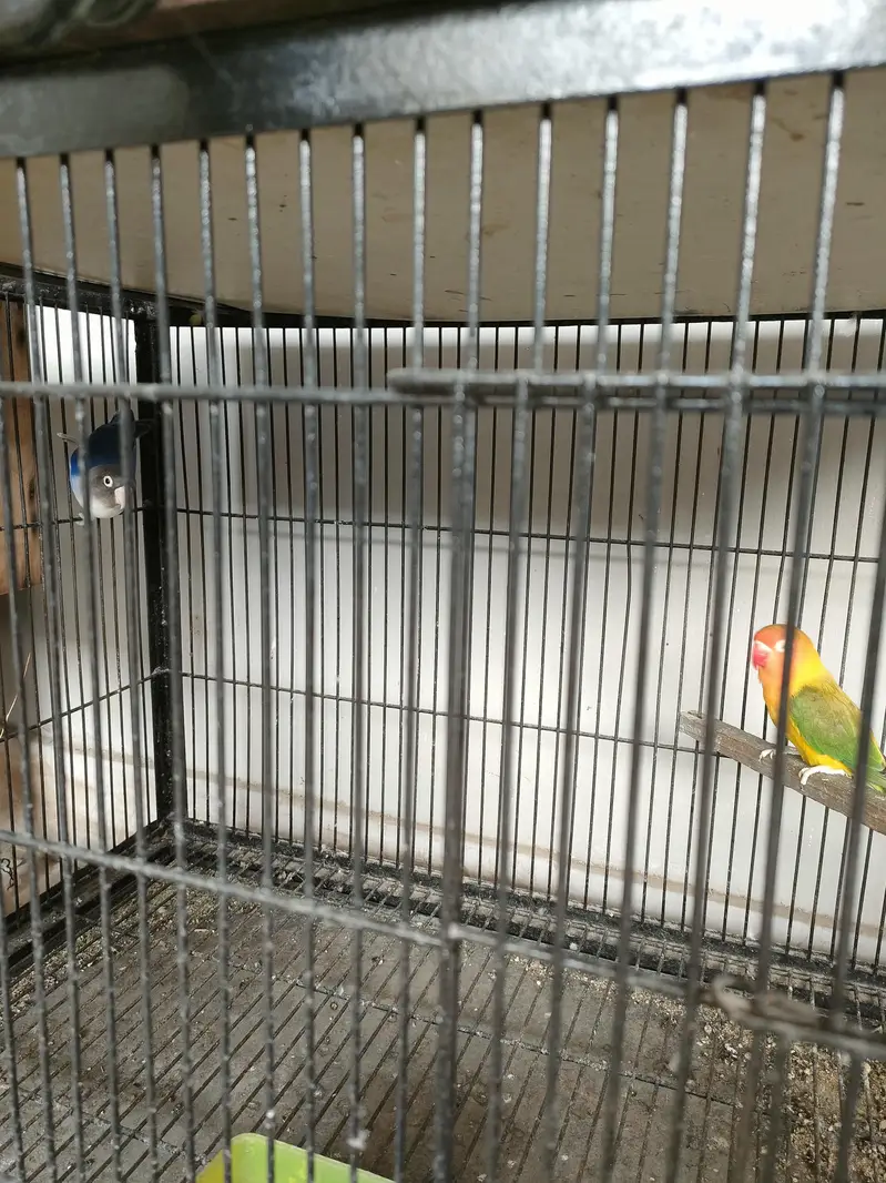 cage with parrots — photo 4