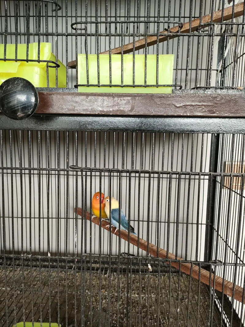 cage with parrots — photo 5