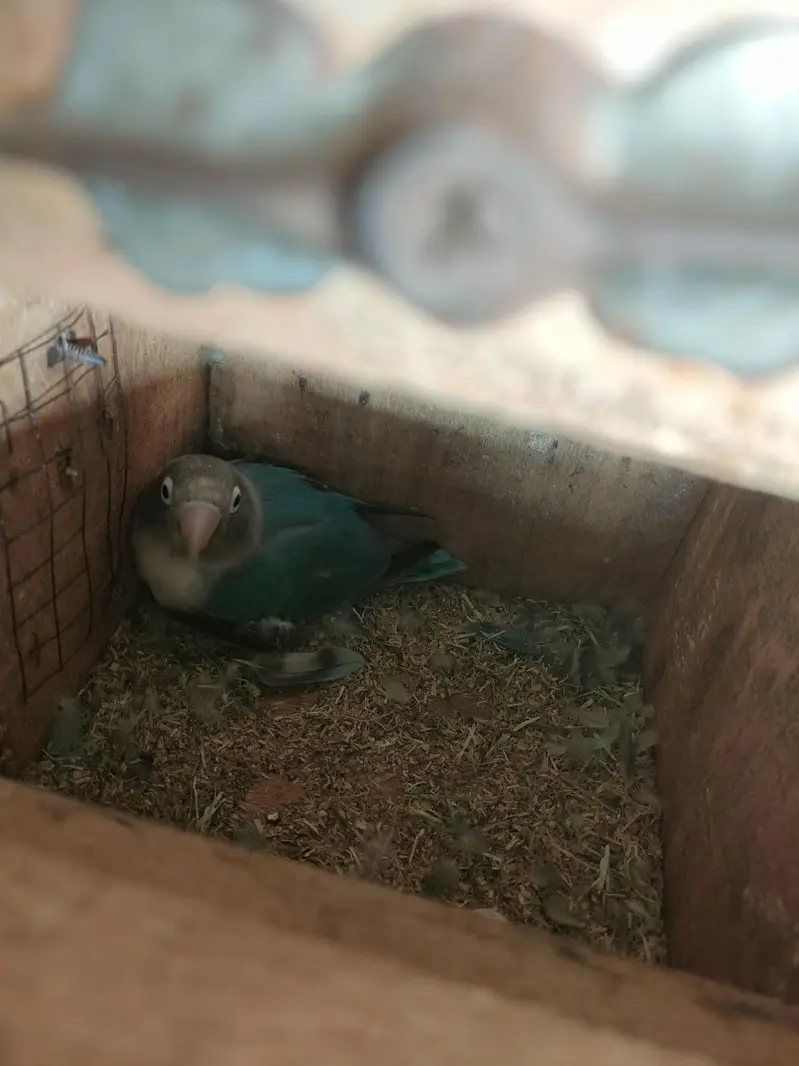 cage with parrots — photo 6