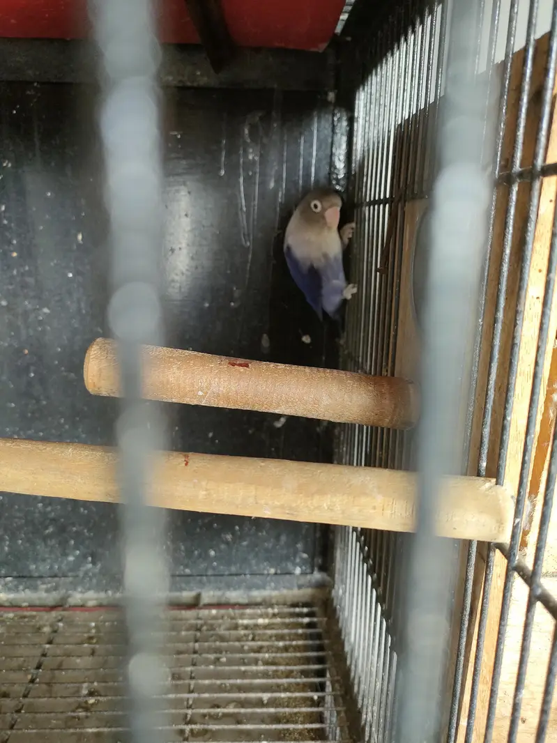 cage with parrots — photo 7