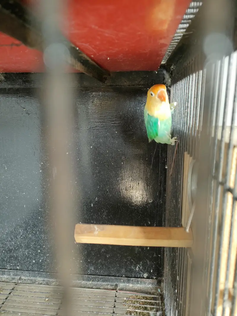 cage with parrots — photo 8