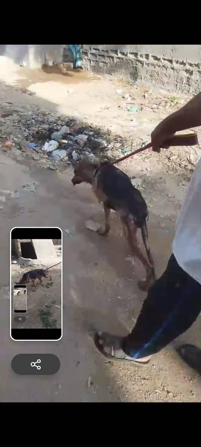 German Shepherd Female Breeder for Sale