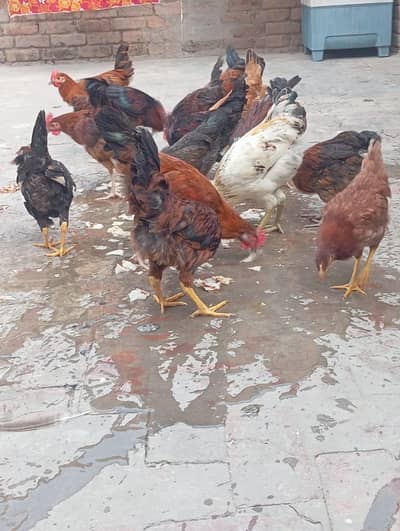 Golden Misri Hens