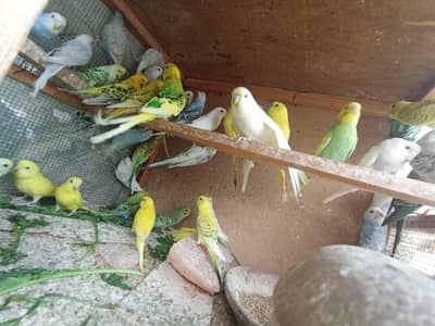 Mix Breed Australian Budgies 03132324889