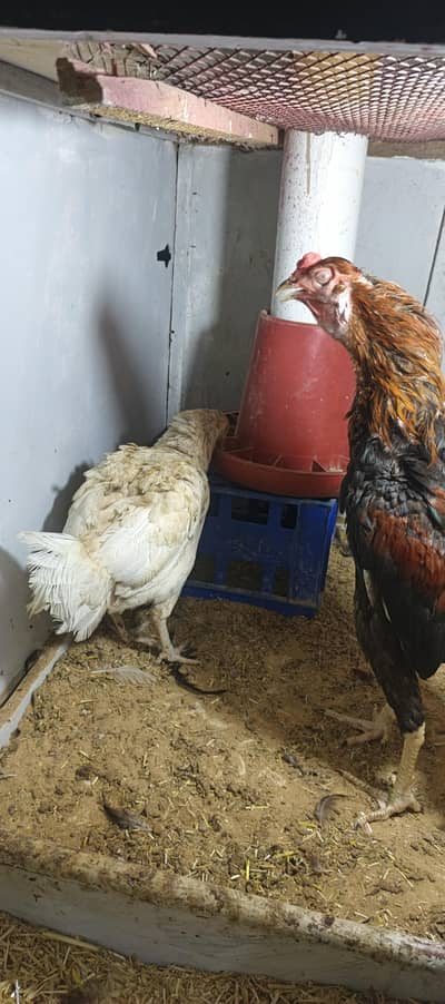 aseel pair egg laying hens with fully active male