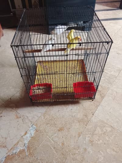 white albino red eyes 2 females yellow fishers black eyes pair