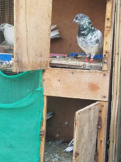 ( Faqeergull ) And Other pigeon 03118282546