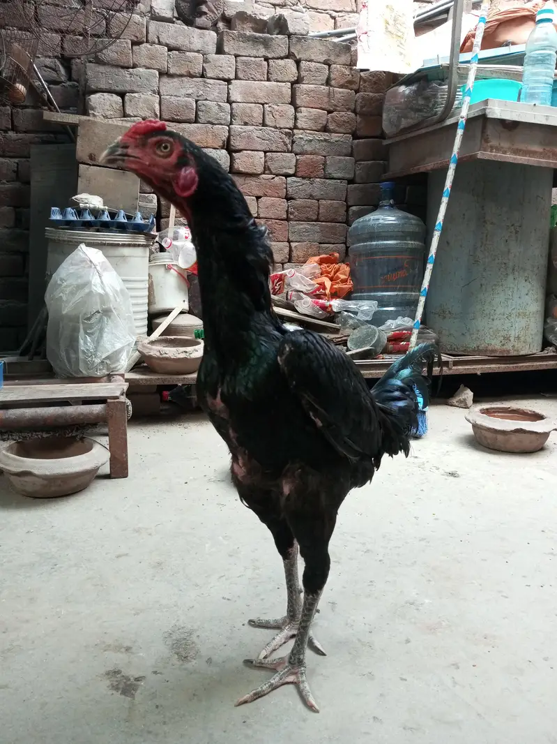 aseel male healthy and active — photo 2