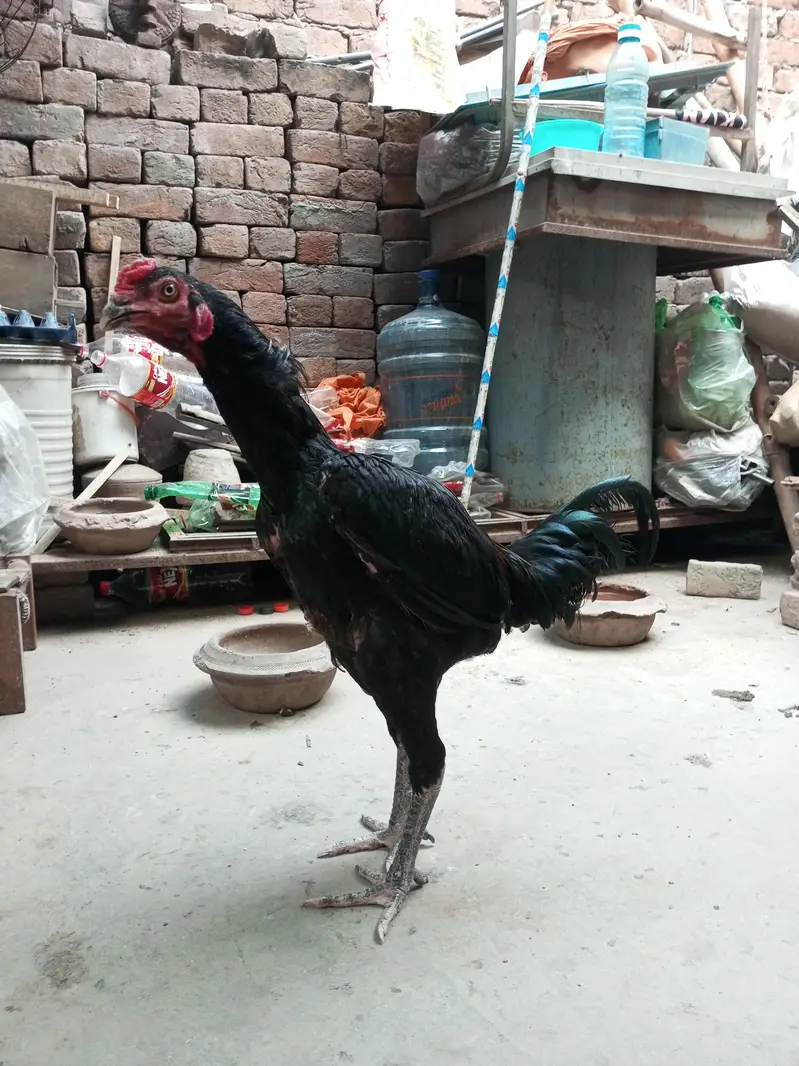 aseel male healthy and active — photo 3