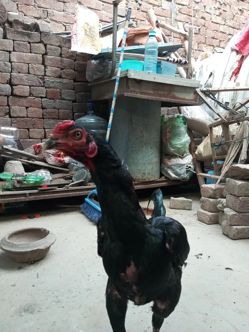 aseel male healthy and active — photo 4