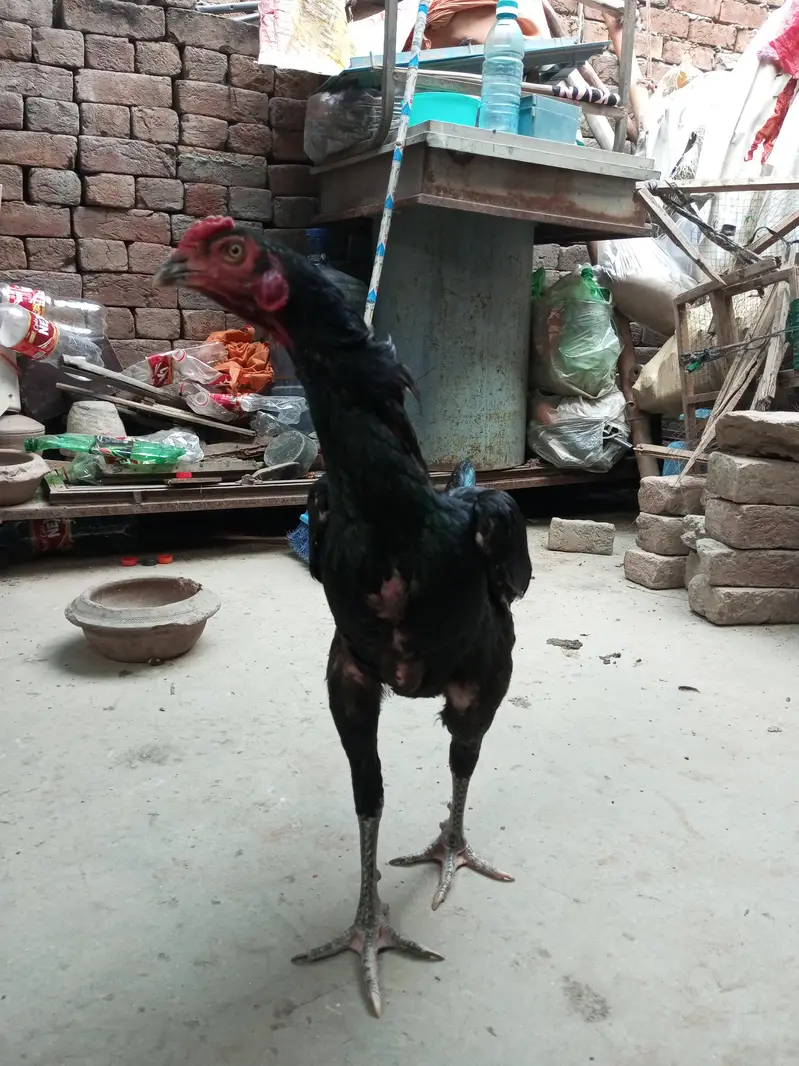 aseel male healthy and active — photo 5