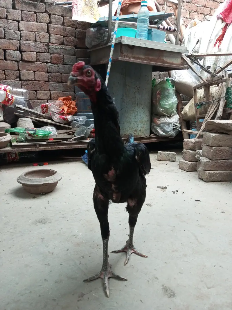 aseel male healthy and active — photo 6