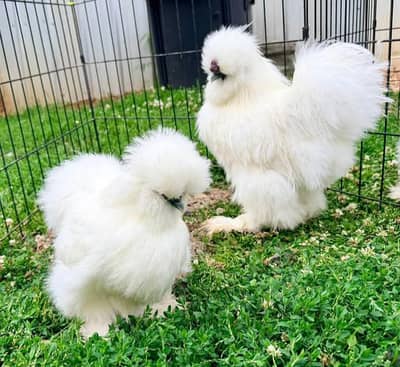 While Silkie Fancy Hens For sale