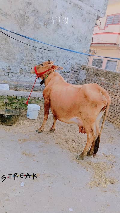 sahiwal cow