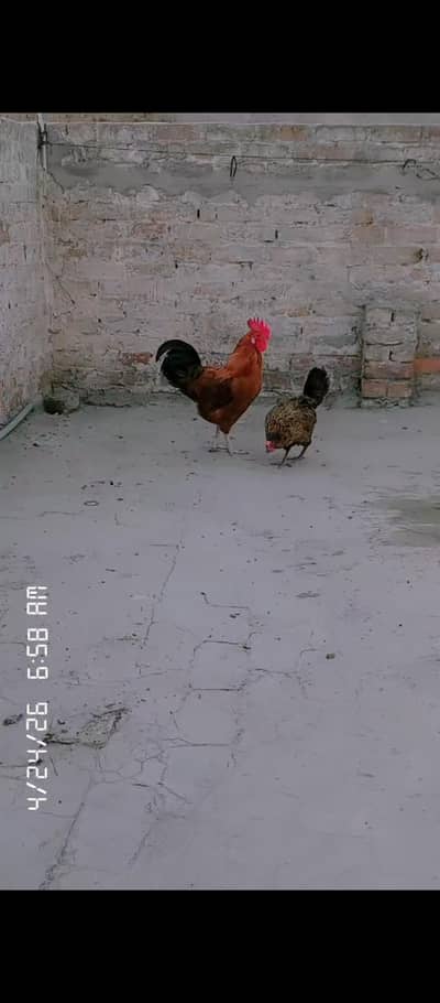 0308.6698498