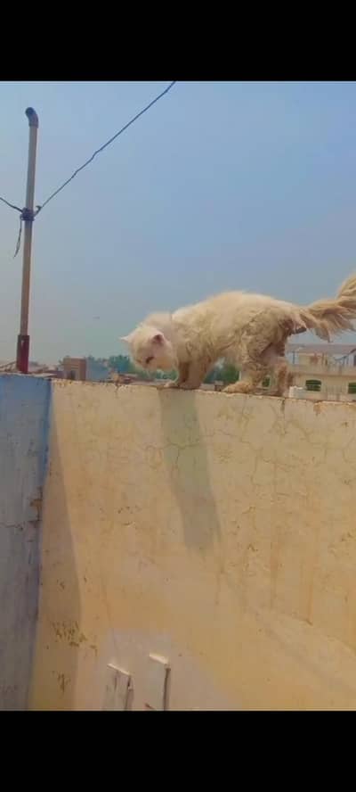 catmale
