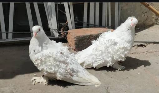 فرل جوڑا ٹاپ کوالٹی