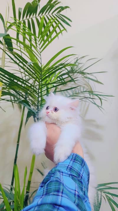 Punch Face Persian kitten