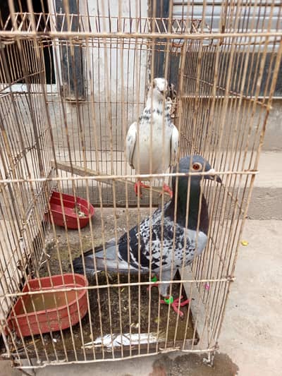 qasid pair