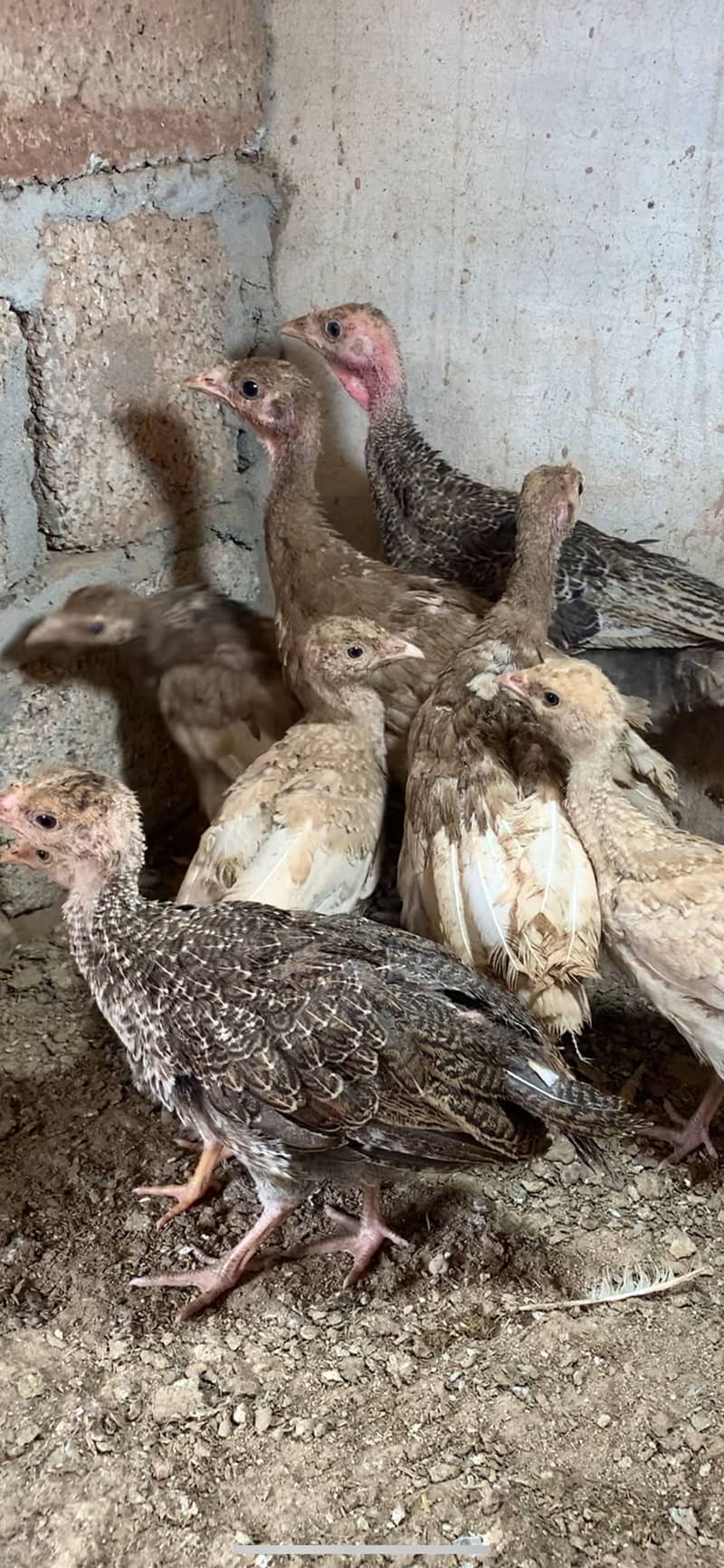 Red Turkey chicks 0