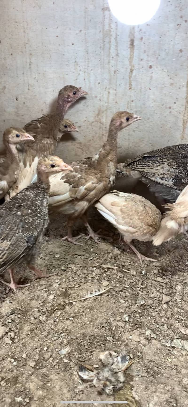 Red Turkey chicks 1