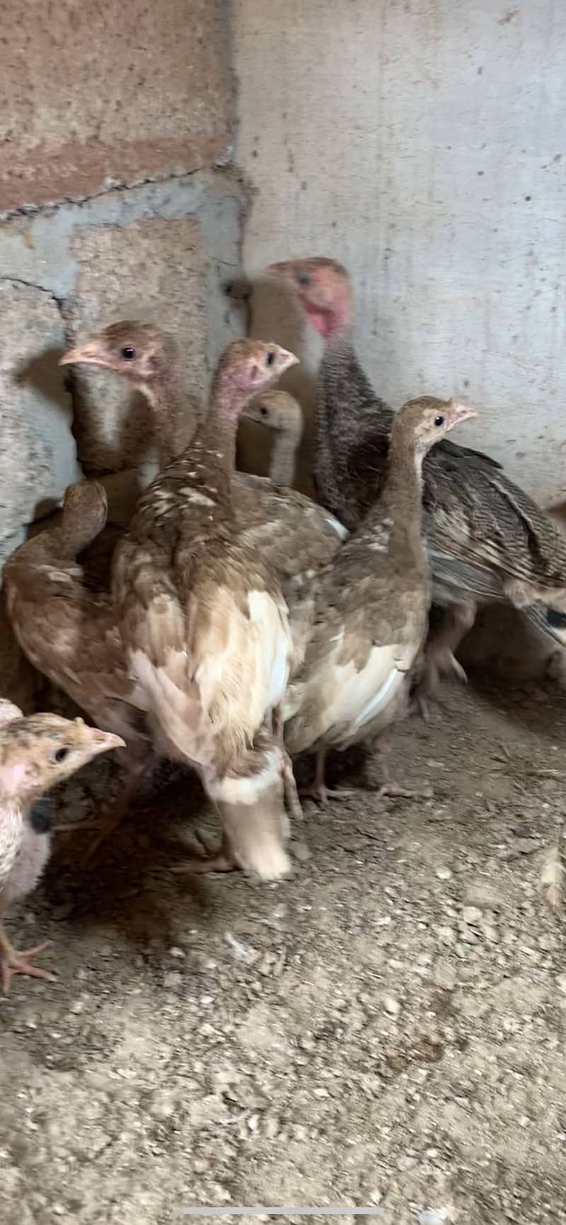 Red Turkey chicks 2