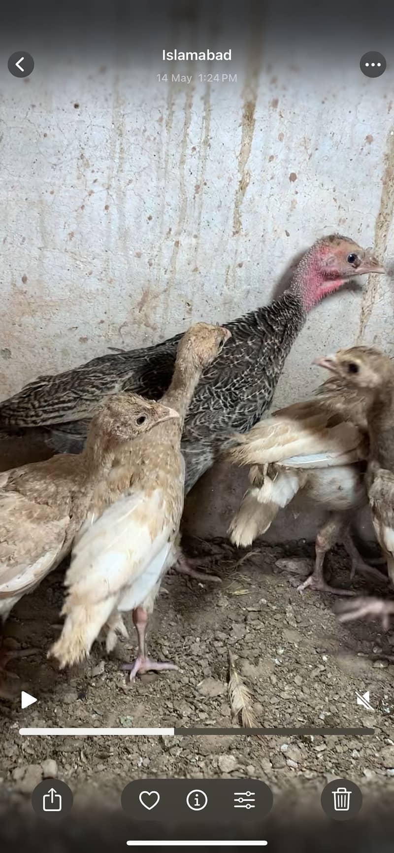 Red Turkey chicks 3