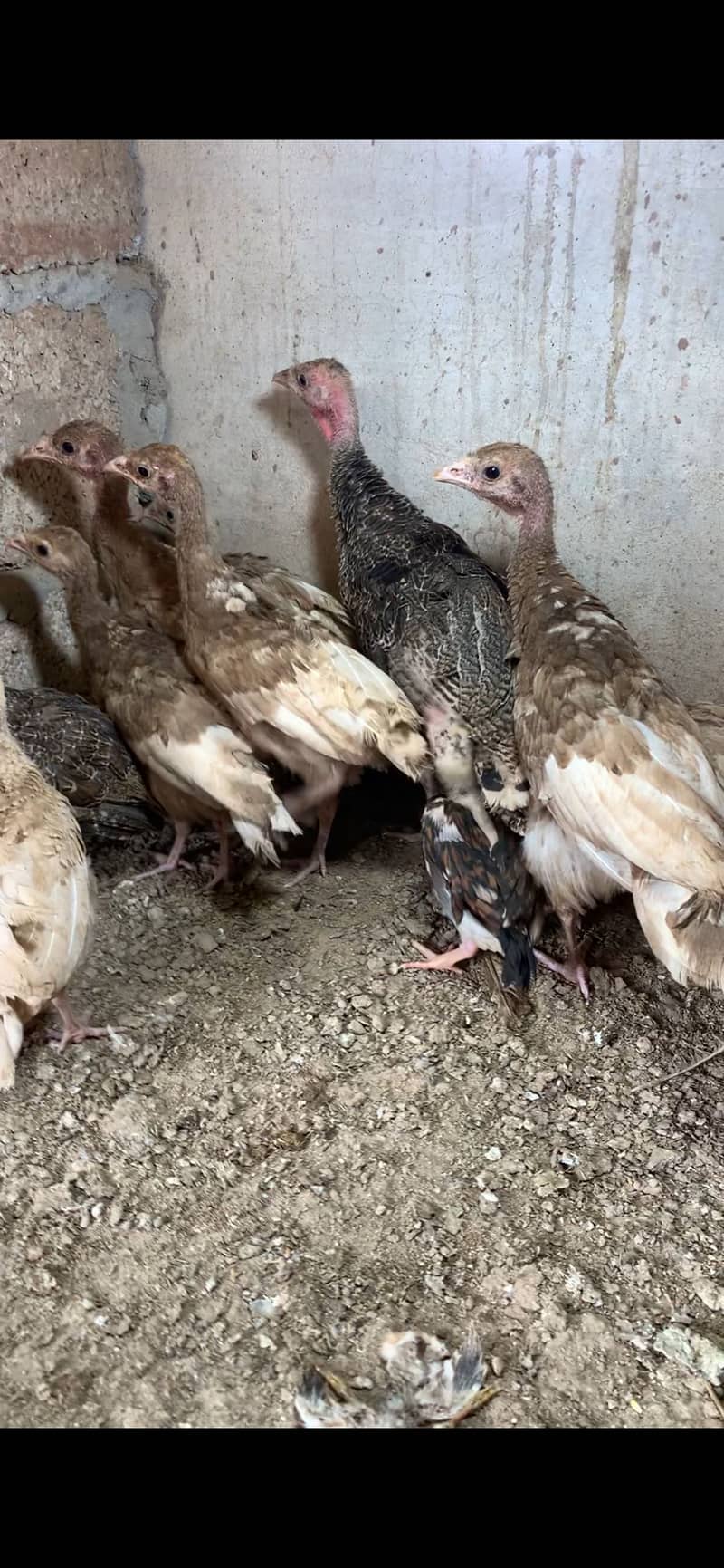 Red Turkey chicks 4