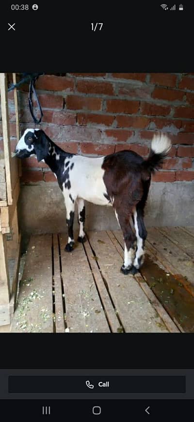 Bakri for sale healthy and Active