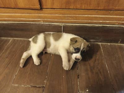 Afghan Kuchi Pure Puppy | 25 Days Old