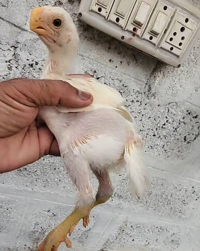 parrot beig