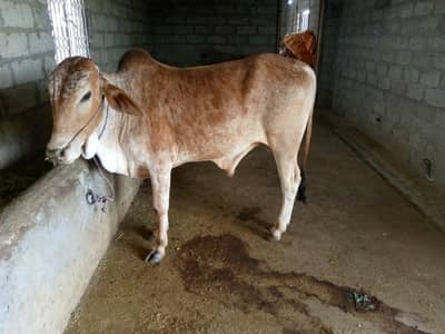 2 bulls for sale in chaudhary cattle farm bewal near kallar syedan