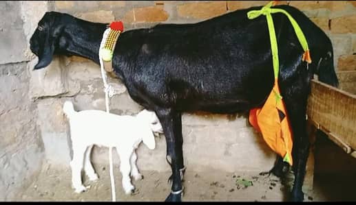 Bakri or sath 7 din ki female