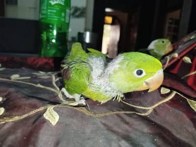 indian raw ringneck parrot