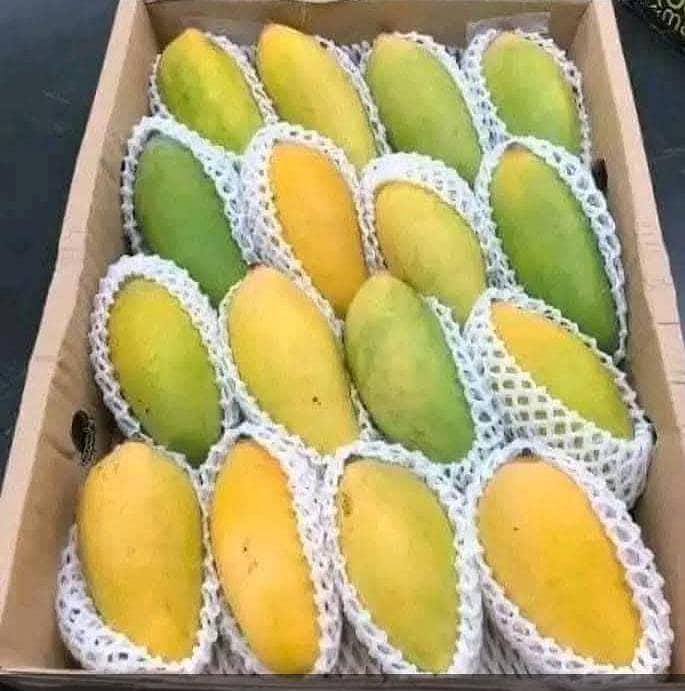 mango 1